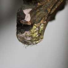 Carica l'immagine nel visualizzatore di Gallery, Grande Specchio Con Cornice in Legno Dorata XX Secolo